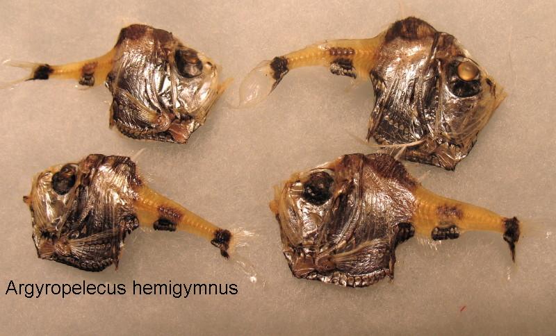 Argyropelecus hemigymnus (Cocco, 1829)